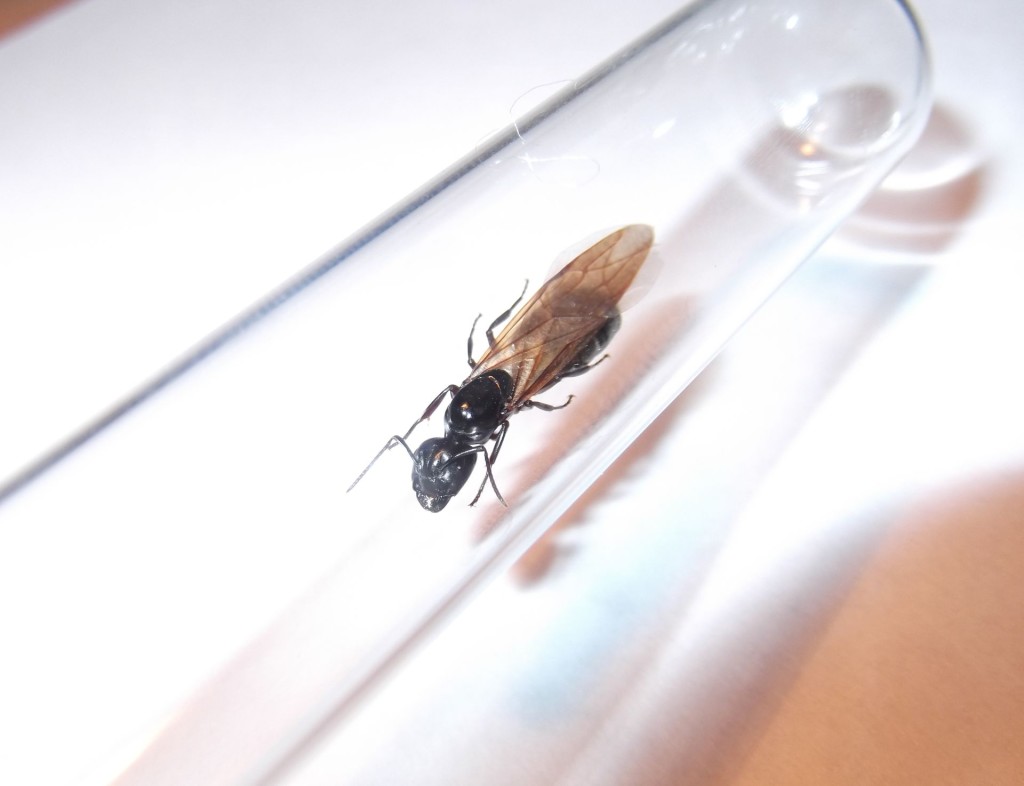 Camponotus herculeanus (gmachówka koniczek/cieśla) 