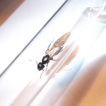 Camponotus herculeanus (gmachówka koniczek/cieśla) 