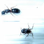 Camponotus herculeanus (gmachówka koniczek/cieśla) 