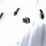 Camponotus herculeanus (gmachówka koniczek/cieśla) 