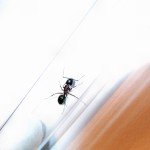 Camponotus herculeanus (gmachówka koniczek/cieśla) 