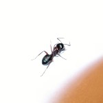 Camponotus herculeanus (gmachówka koniczek/cieśla) 