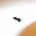 Camponotus herculeanus (gmachówka koniczek/cieśla) 