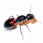 Camponotus ligniperda