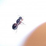 Camponotus ligniperdus (gmachówka drzewotoczna)
