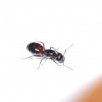 Camponotus ligniperdus (gmachówka drzewotoczna)