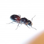 Camponotus ligniperdus (gmachówka drzewotoczna)
