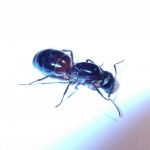 Camponotus ligniperdus (gmachówka drzewotoczna)