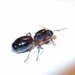 Camponotus ligniperdus (gmachówka drzewotoczna)