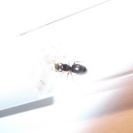 Lasius brunneus
