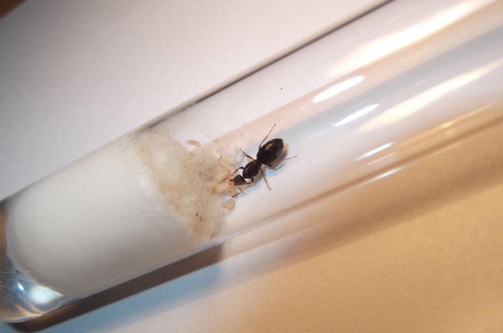 Lasius brunneus (hurtnica nadrzewna/wstydliwa)