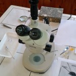 Warsztaty myrmekologiczne