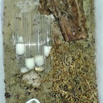 Warsztaty myrmekologiczne
