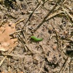 Warsztaty myrmekologiczne
