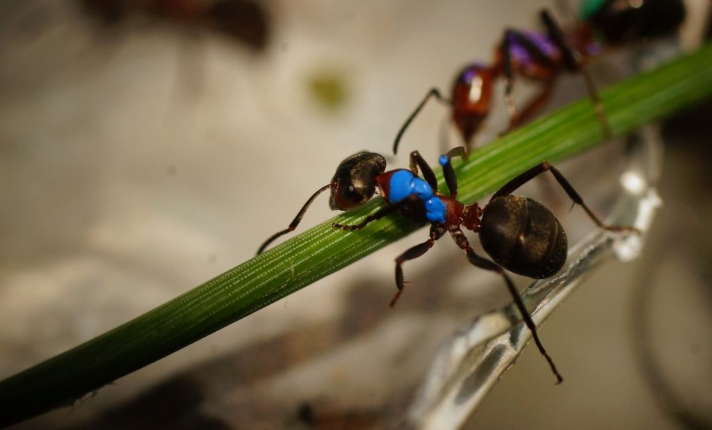 Warsztaty myrmekologiczne 