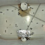 Warsztaty myrmekologiczne 