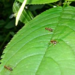 Warsztaty myrmekologiczne