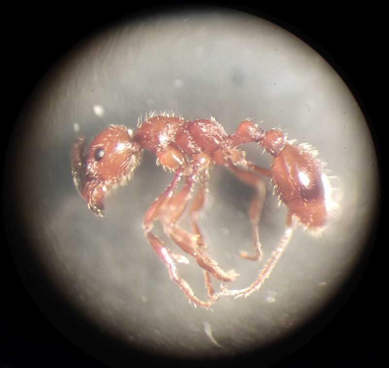 Fauna mrówek