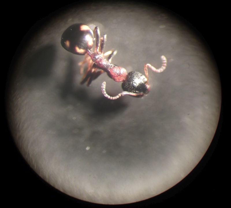 Fauna mrówek