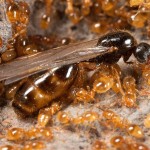 Solenopsis fugax