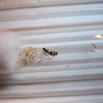 Solenopsis fugax