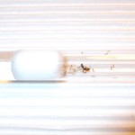 Solenopsis fugax