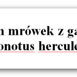 Etogram mrówek Camponotus herculeanus