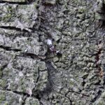 Dolichoderus quadripunctatus