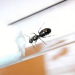Formica fusca