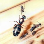 Formica rufibarbis