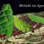 Mrówki na żywo