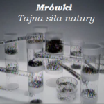 Mrówki – Tajna siła natury