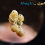 Mrówki w obiektywie #1