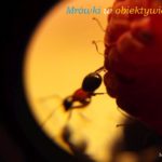 Mrówki w obiektywie #2