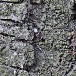 Dolichoderus quadripunctatus