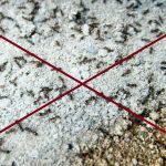 Jak pozbyć się mrówek?