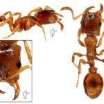 Strongylognathus testaceus