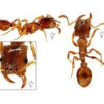 Strongylognathus testaceus