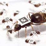 Czego możemy nauczyć się od mrówek w walce z koronawirusem?
