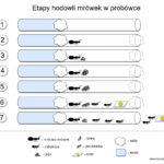 Jak zacząć hodowlę mrówek?
