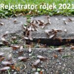 Rejestrator rójek 2021