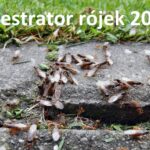 Rejestrator rójek 2022