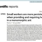 Wielkość ciała ma wpływ na zachowanie u mrówek monomorficznych