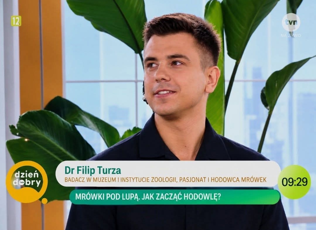 O hodowli mrówek w Dzień Dobry TVN O hodowli mrówek w Dzień Dobry TVN